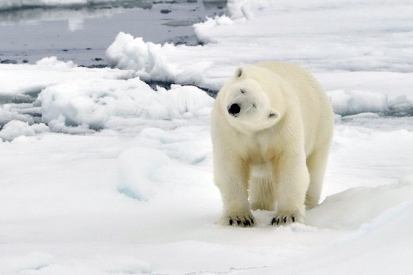 Путешествие на Северный полюс – Круиз на ледоколе «50 лет победы»